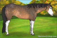 Horse Color:Buckskin Splash Rabicano 