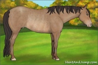 Horse Color:Sable Champagne Frame Rabicano 