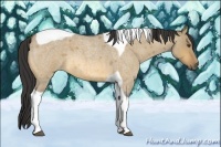 Horse Color:Buckskin Roan Dun Tobiano