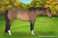 Horse Color:Buckskin Rabicano 