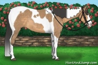 Horse Color:Buckskin Sabino Splash Tobiano Rabicano