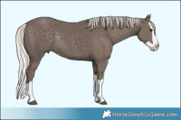 Horse Color:Silver Black Splash Rabicano 