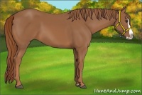 Horse Color:Chestnut Splash 