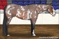 Horse Color:White Spotted Bay Roan Splash Frame