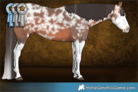 Horse Color:Brown Ice Sabino Splash