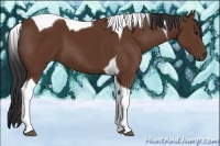 Horse Color:Bay Tobiano 