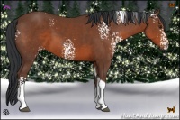 Horse Color:White Spotted Bay Tobiano 