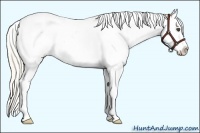 Horse Color:Palomino Splash 
