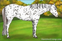 Horse Color:Grullo Splash Appaloosa 