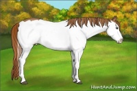 Horse Color:Chestnut Splash 