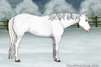 Horse Color:Silver Black Sabino Splash Tobiano Frame Varnish 