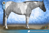 Horse Color:Blue Roan Tobiano  Brindle