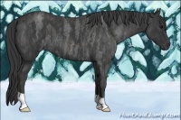 Horse Color:Blue Roan Brindle