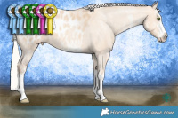 Horse Color:White Spotted Silver Sable Champagne Dun Splash Blanket Rabicano