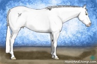 Horse Color:White Spotted Silver Sable Champagne Dun Splash Appaloosa Rabicano 