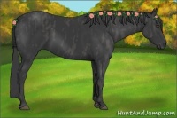 Horse Color:Black  Brindle
