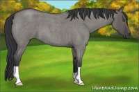 Horse Color:Grullo Roan 