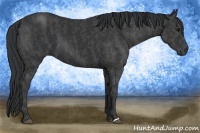 Horse Color:Black  Brindle