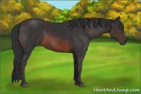 Horse Color:Brown  Brindle