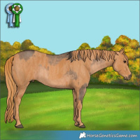 Horse Color:White Spotted Brown Dun  Brindle