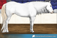 Horse Color:Buckskin Dun Splash Tobiano Appaloosa