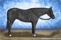 Horse Color:Black  Brindle