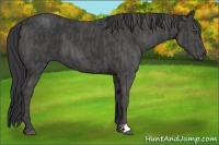Horse Color:Black Brindle