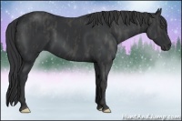 Horse Color:Black  Brindle