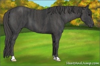 Horse Color:Black  Brindle