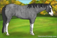 Horse Color:Blue Roan Splash 