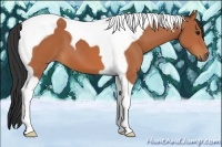 Horse Color:Bay Tobiano 