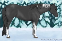 Horse Color:Smoky Black Tobiano 