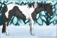 Horse Color:Smoky Black Tobiano 