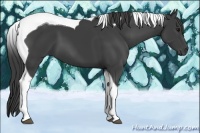 Horse Color:Smoky Black Tobiano 