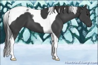 Horse Color:Smoky Black Tobiano
