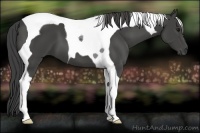 Horse Color:Smoky Black Tobiano 