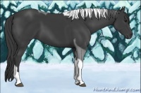 Horse Color:Smoky Black Tobiano 