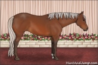 Horse Color:Silver Bay 