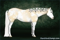 Horse Color:White Spotted Silver Sable Champagne Pearl Dun Sabino Splash Rabicano