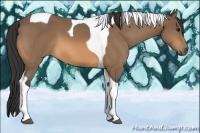 Horse Color:Buckskin Tobiano