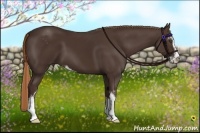 Horse Color:Liver Chestnut Sabino