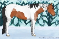 Horse Color:Bay Tobiano 