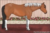 Horse Color:Bay Tobiano 