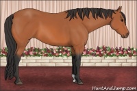 Horse Color:Bay 