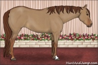 Horse Color:Red Dun Roan 