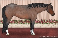 Horse Color:Bay Roan 