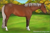 Horse Color:Silver Bay