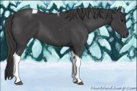 Horse Color:Smoky Black Tobiano 