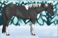 Horse Color:Smoky Black Tobiano 