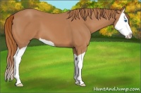 Horse Color:Chestnut Splash 